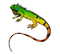 Iguana PNG File