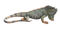 Iguana PNG Free Image