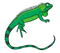 Iguana PNG High Quality Image