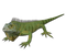 Iguana PNG Images