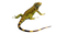 Iguana PNG Transparent HD Photo