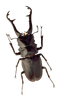 Insect Download PNG