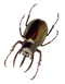 Insect High Quality PNG