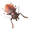 Insect PNG File