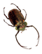 Insect PNG HD