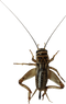 Insect PNG Image