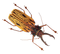 Insect PNG Pic