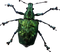 Insect PNG