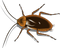 Insect