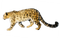 Jaguar Free Download PNG