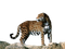 Jaguar PNG Clipart