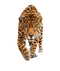 Jaguar PNG HD