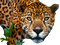 Jaguar PNG Image