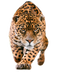 Jaguar PNG Pic