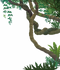 Jungle Vines PNG File