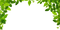 Jungle Vines PNG