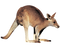 Kangaroo Free Download PNG