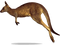 Kangaroo PNG Clipart