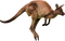 Kangaroo PNG Picture