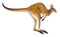 Kangaroo PNG