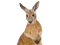 Kangaroo Transparent