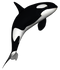 Killer Whale Download PNG