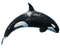 Killer Whale Free Download PNG