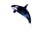 Killer Whale PNG File