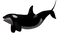 Killer Whale PNG Image