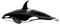 Killer Whale PNG Pic