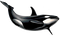 Killer Whale PNG Picture