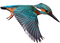 Kingfisher Bird PNG Clipart