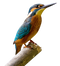 Kingfisher Bird PNG Free Image