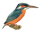 Kingfisher Bird PNG Image