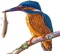 Kingfisher Bird PNG