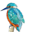 Kingfisher Bird Transparent