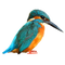 Kingfisher PNG Clipart