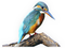 Kingfisher PNG File Download Free