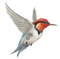 Kingfisher PNG File