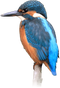 Kingfisher PNG Free Image