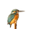 Kingfisher PNG Image File