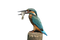 Kingfisher PNG Image