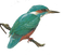 Kingfisher PNG Photo