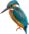 Kingfisher PNG Picture