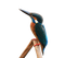 Kingfisher PNG Transparent HD Photo