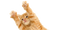 Kitten Download PNG