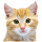 Kitten Free Download PNG