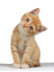 Kitten Free PNG Image