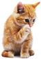 Kitten High-Quality PNG