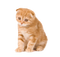 Kitten PNG Clipart